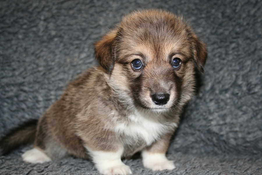 Puppies